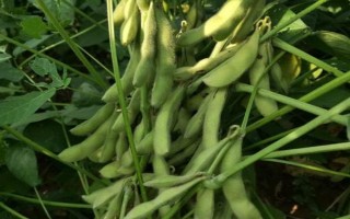 沈農(nóng)12號大豆種子簡介，每畝播種量3.0~3.5千克