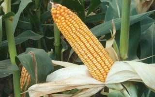 華安513玉米種子特征特性，中抗紋枯病（病指34）