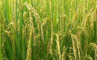 閩誠稻7號(hào)水稻種子特點(diǎn)，灌漿成熟期注意防治稻飛虱