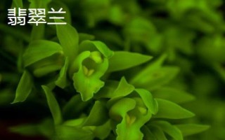 什么花是花中君子，非蘭花莫屬