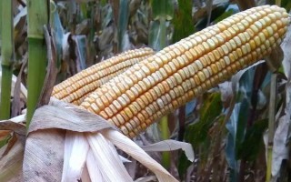 紅泰696玉米種子簡介，中抗大斑病