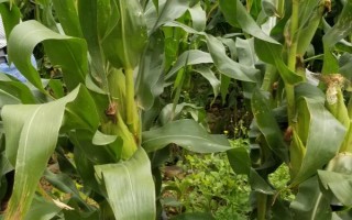 隆豐5號(hào)玉米品種簡介，注意防治灰斑病