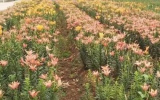 百合花的繁殖方法，春季可在苗圃中播種