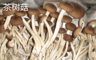南方適合種植哪些菇類，竹蓀、黑木耳、草菇等