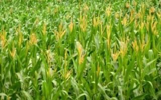 農(nóng)豐171玉米品種的特性，兩年區(qū)試生育期103天