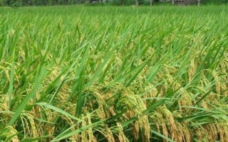 金隆優(yōu)青占水稻種子特征特性，全生育期114.3天