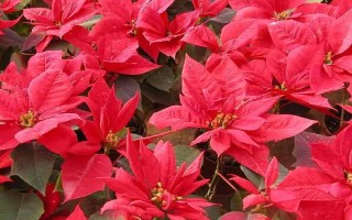 一品紅葉子為什么發(fā)黃，可能是盆土過干或花盆過小導(dǎo)致的