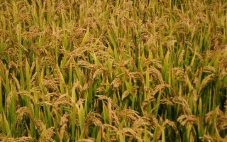 玉絲6號水稻品種的特性，該品種屬感溫秈型常規(guī)水稻