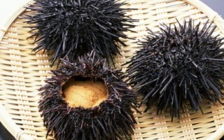 我國海膽的產(chǎn)地，產(chǎn)地為海南島、大連等沿海地區(qū)