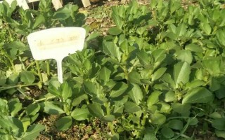 蠶豆的澆水頻率，炎熱夏季需增加澆水頻率