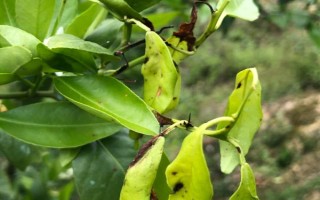柑橘煤污病的發(fā)病特點(diǎn)，在葉片、枝梢及果實(shí)的表面有黑色的煤污斑