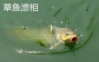 釣魚怎么看漂提竿，每個(gè)魚種漂相不一樣