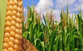 金州玉1號玉米種子簡介，平均生育期115天