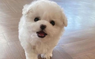 購(gòu)買狗狗有哪些注意事項(xiàng)，要先查看是否打了疫苗