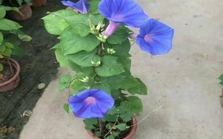牽?；ǖ暮?jiǎn)介，屬于一年生纏繞草本植物