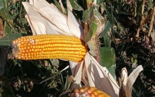 登峰101玉米種子特征特性，注意防治病蟲害