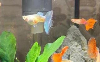 孔雀魚(yú)母魚(yú)生產(chǎn)完多久放回原缸，盡量單獨(dú)飼養(yǎng)5天后再放