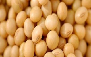 邯豆24大豆種子特點，每隔7~10天防治1次