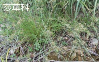 什么草草魚(yú)喜歡吃，以植物根莖、枝葉、果實(shí)等為食