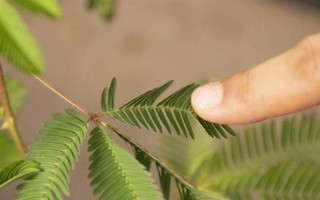 含羞草的水培方法，選擇無(wú)病蟲(chóng)害的小苗水培