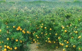 柑橘為什么會(huì)開(kāi)裂，久旱突遇大雨容易引發(fā)裂果