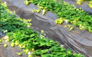 草莓種子如何種植，開花與漿果生長初期要分別灌水1次