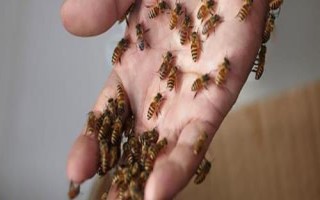 蜜蜂毒刺鉆進(jìn)肉里會(huì)消失嗎，不會(huì)自行消失需及時(shí)取出
