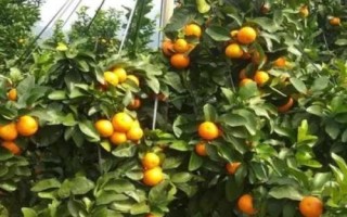 沙糖桔的生長環(huán)境，生長發(fā)育要求在12.5-37℃