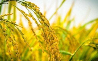 安豐優(yōu)5618水稻種子簡介，全生育期117.0天