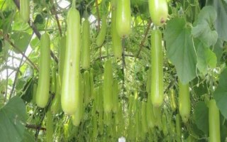 瓠瓜整枝打叉方法，主蔓長至5個(gè)新節(jié)時(shí)整枝打叉