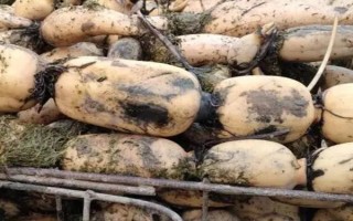春季拱棚種藕技術(shù)，應選擇市場暢銷的早熟品種作為栽培品種