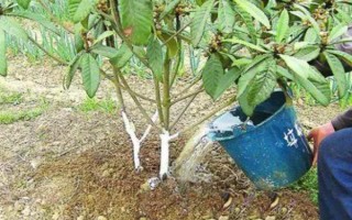 枇杷秋冬季的管理技術(shù)，需要用稻草或雜草將樹盤覆蓋
