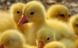 鵝以什么為食，食物包括玉米、小麥、包菜、小魚蝦等種類