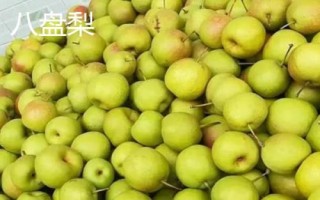 甘肅隴南市的特產(chǎn)水果，武都獼猴桃均屬野生