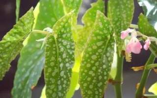 海棠花何時開放，不同品種的花期有區(qū)別