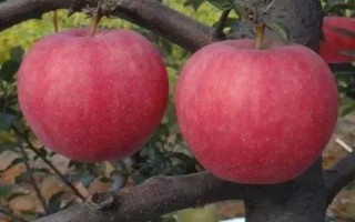 響富蘋果品種簡介，其優(yōu)質(zhì)果率高達90%以上