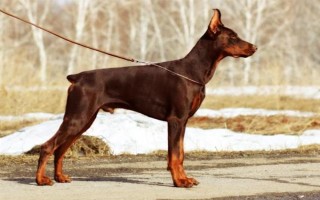 有哪些短毛大型犬，包括大丹犬、杜賓犬、羅威納犬等品種