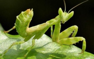 秋天有哪些益蟲，包括蟈蟈、蜜蜂、螳螂等常見種類