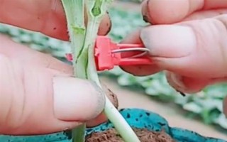 西瓜的嫁接砧木要注意什么，需具備抗病能力、適應(yīng)能力與親和性
