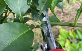 柑橘病蟲害防治辦法，常見的有瘡痂病、潰瘍病等