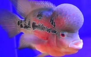 羅漢魚最佳水溫，需根據(jù)生長階段調(diào)整溫度