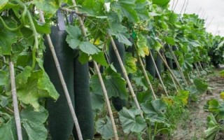 冬瓜如何正確施肥，根據(jù)冬瓜需肥的特點來施肥