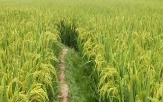 綏粳16水稻品種簡(jiǎn)介，播種期4月15日