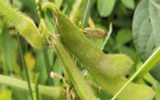 晉大滯綠1號(hào)大豆種子介紹，每畝播種量6-7公斤