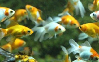 小金魚眼睛掉了怎么辦，需保持水質(zhì)的清潔并用敵百蟲藥浴