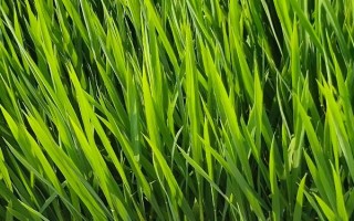 隆優(yōu)3155水稻種子特點(diǎn)，注意防治稻瘟病