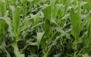 玉研505玉米種子介紹，中抗穗腐病