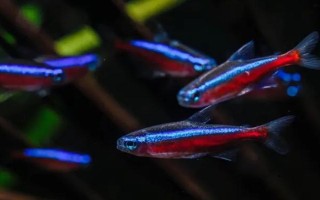 寶蓮燈魚身上有白點(diǎn)的原因，水溫過低或身體表面有小瓜蟲都會導(dǎo)致
