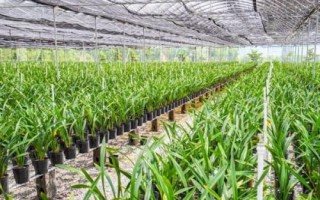 種植一畝蘭花的成本，大約需要5.5萬(wàn)元