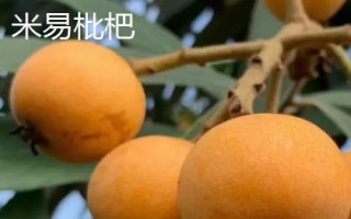 四川省攀枝花的特產(chǎn)，攀枝花芒果是全國農(nóng)產(chǎn)品地理標(biāo)志